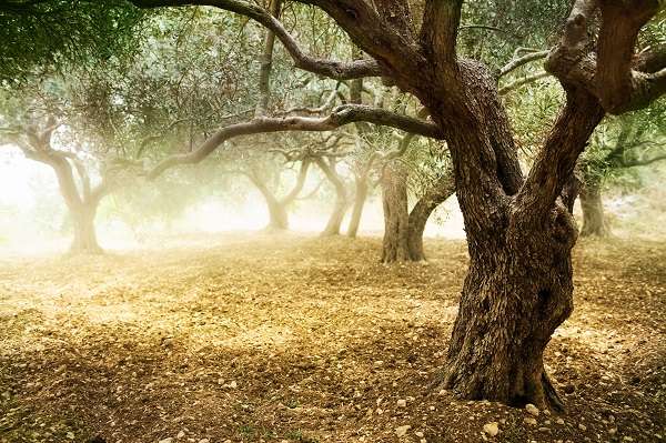 オリーブの木とオリーブオイルにまつわる歴史と雑学