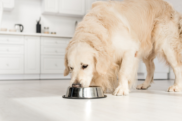 食べる犬