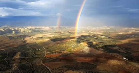 オリーブオイル世界最大産地スペインの持続可能性