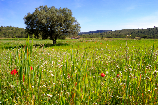 春の訪れ～スペイン、オリーブ畑の春