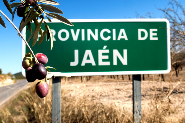 秋の実りーアンダルシアのオリーブ収穫