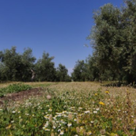 生物多様性のオアシス -スペインに広がるオリーブ畑